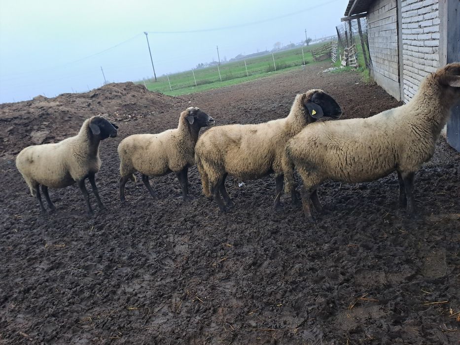 Oi carabase de vânzare