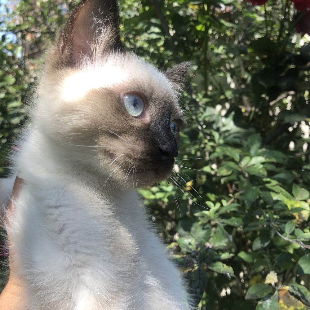 Motanel ragdoll!