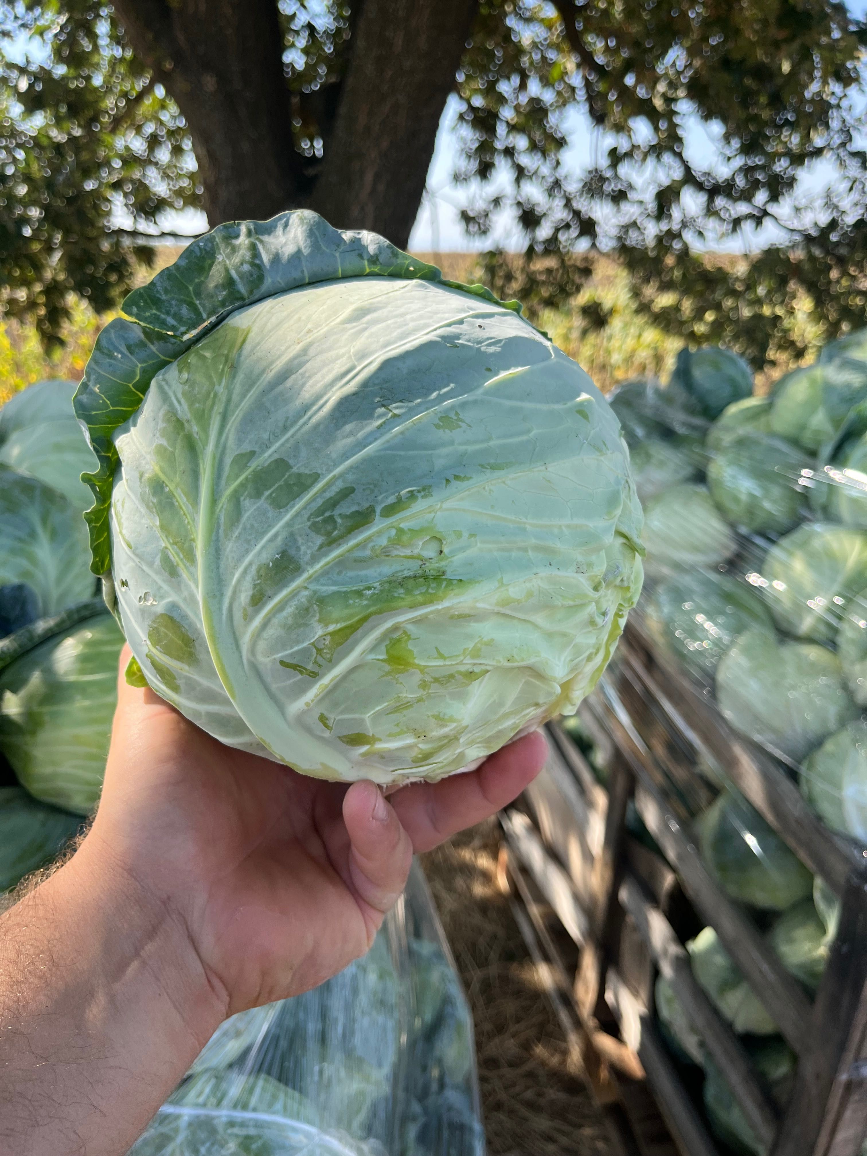 Продавам Зеле Чиарс