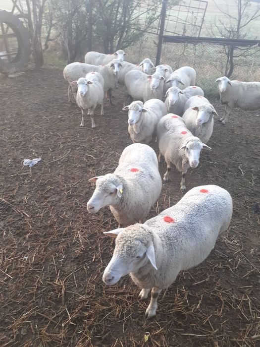 Oi reformă de vânzare