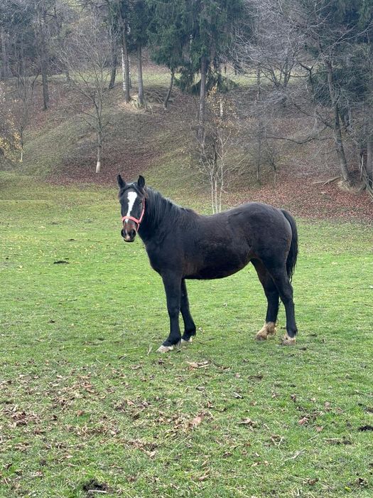 Vând mânză neagră