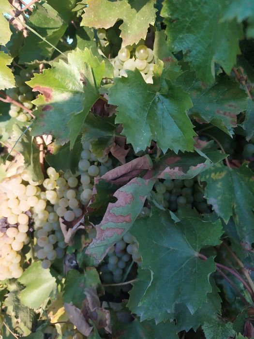 Struguri pentru vin Feteasca regala