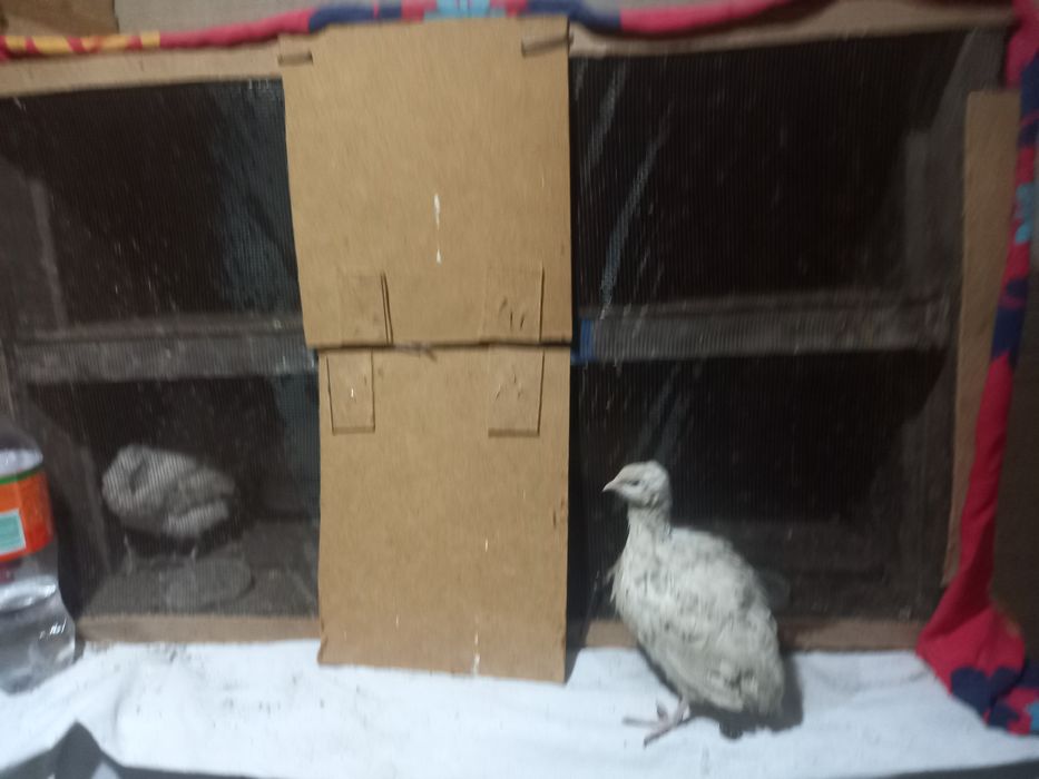 Бөдене  переплов