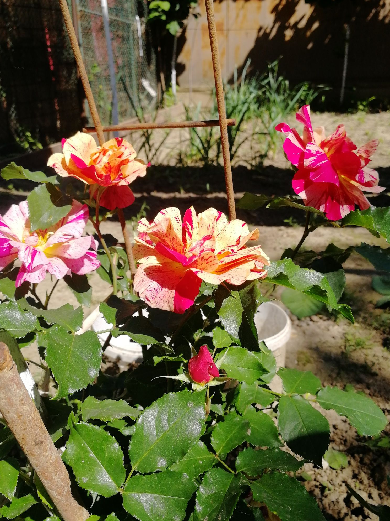 Trandafiri  cu petale multicolore - CAMELEON