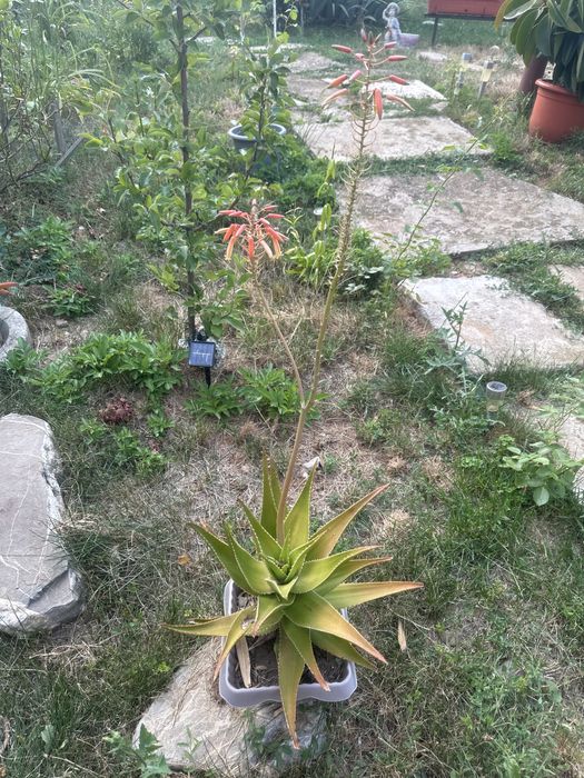 Vând aloe vera medicinală , are 4 ani și câțiva puiuți pe lângă ia.