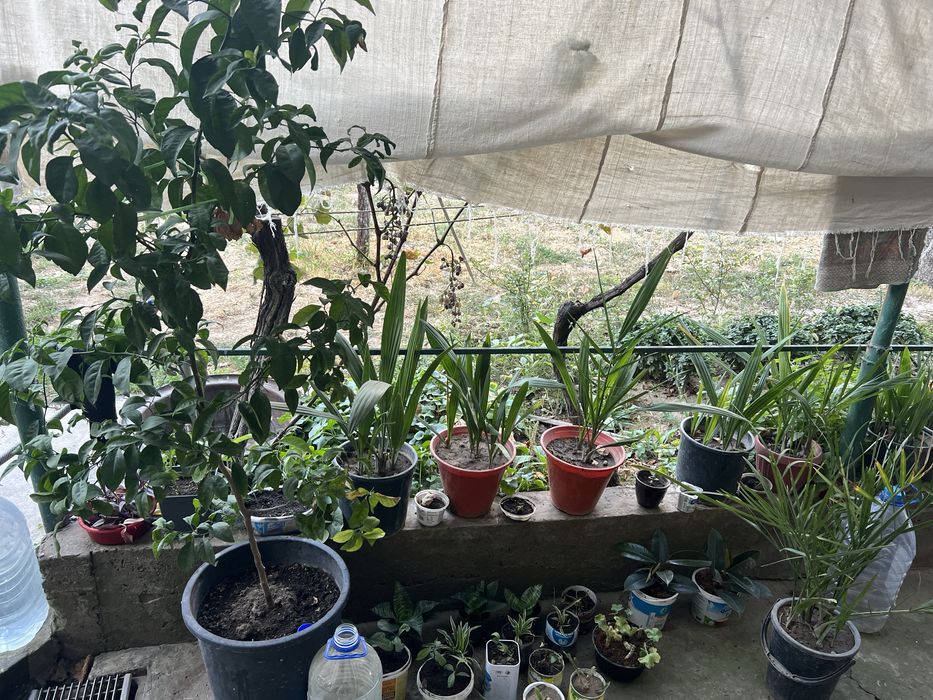 Цветок Мушкамбар гули