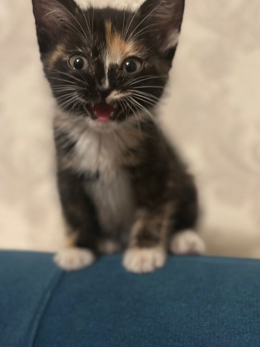 Отдам котенка девочка