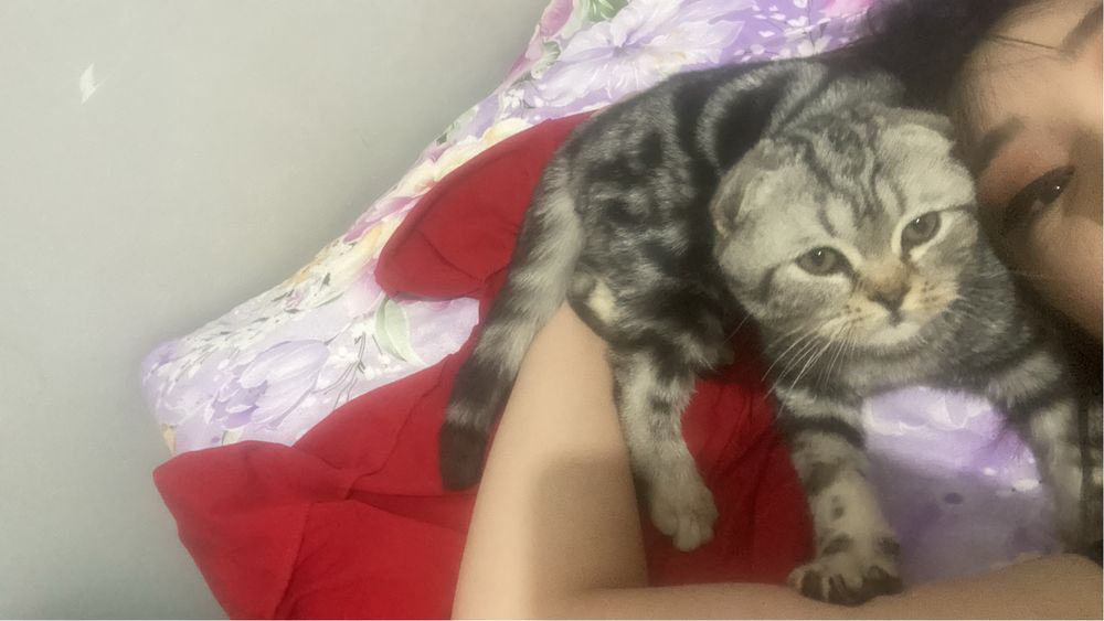 Ищу приют для котенка