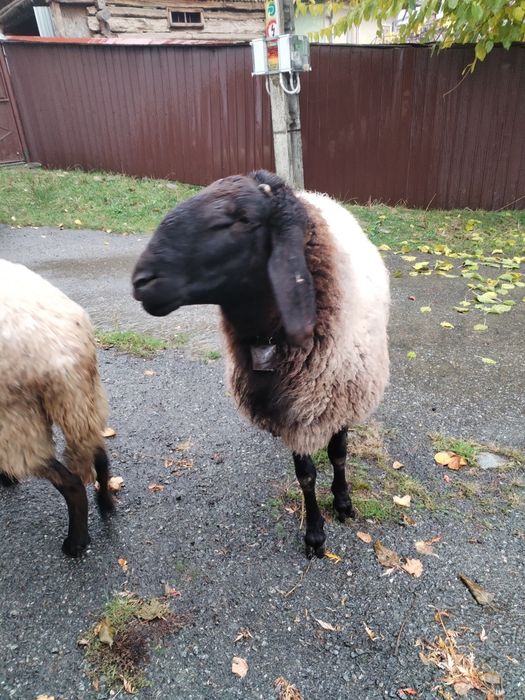 Vând Berbec Cărăbaș sârbesc