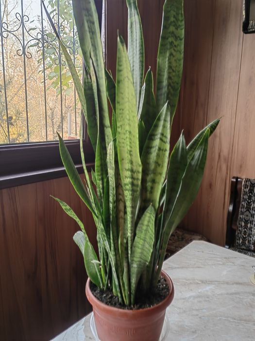 Продам цветы: сансевиерия и фиалки