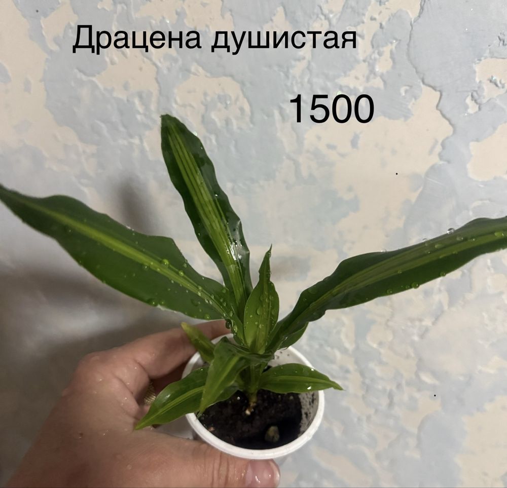 Драцена душистая, или Фрагранс