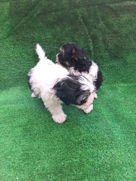 Бивър йоркширски териер