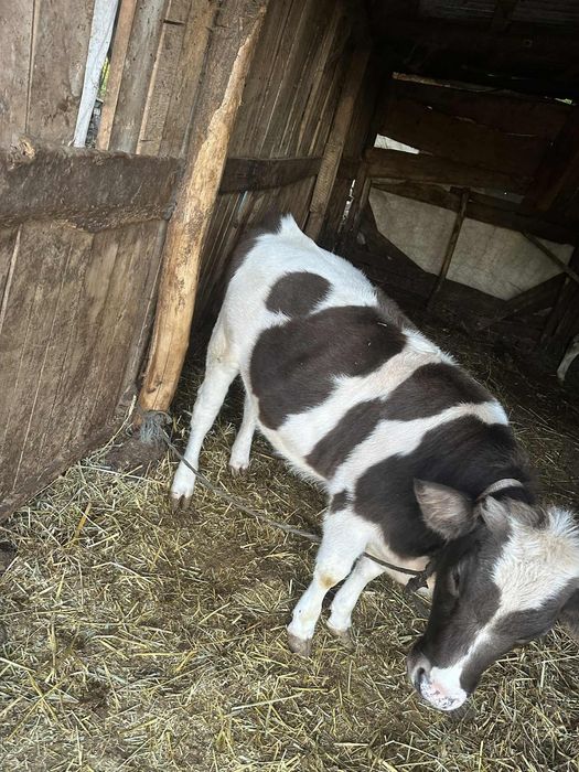 Vand vaci si vitei,viteii ii tai si ii vand si in carcasa..