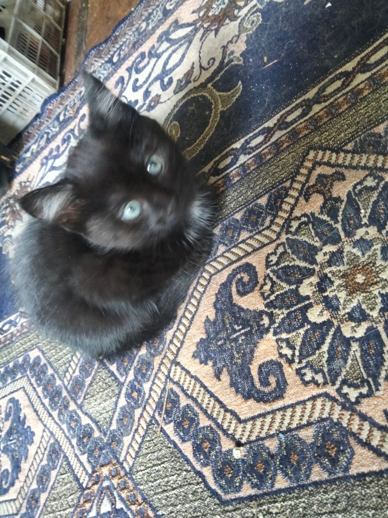 Дарю котят . К лотку приучены .