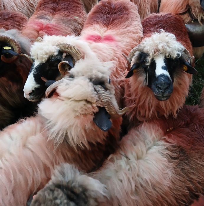 Vând 8 oi țurcane și 2 berbeci