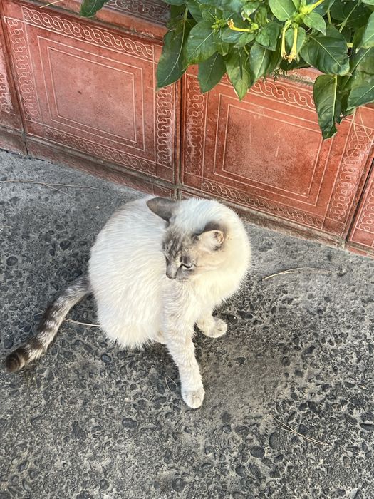 Mushuk sotiladi zotli