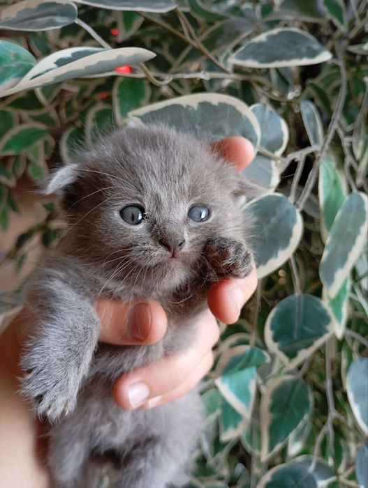 Tozza zotli Mushuklar