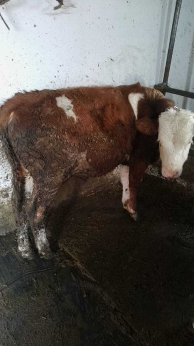 Vând tăuraș de 7 luni