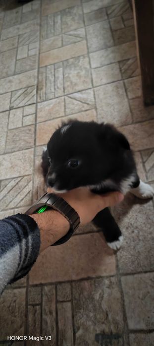 Кученце мелез за продан