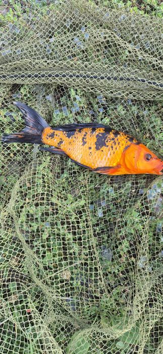 Larve crap Koi prod 2026