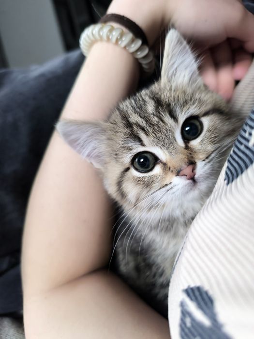 Котенок девочка маленькая