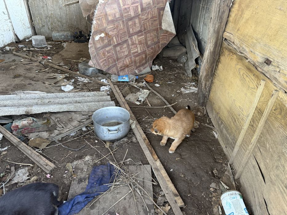 Ищем дом щенкам холодно