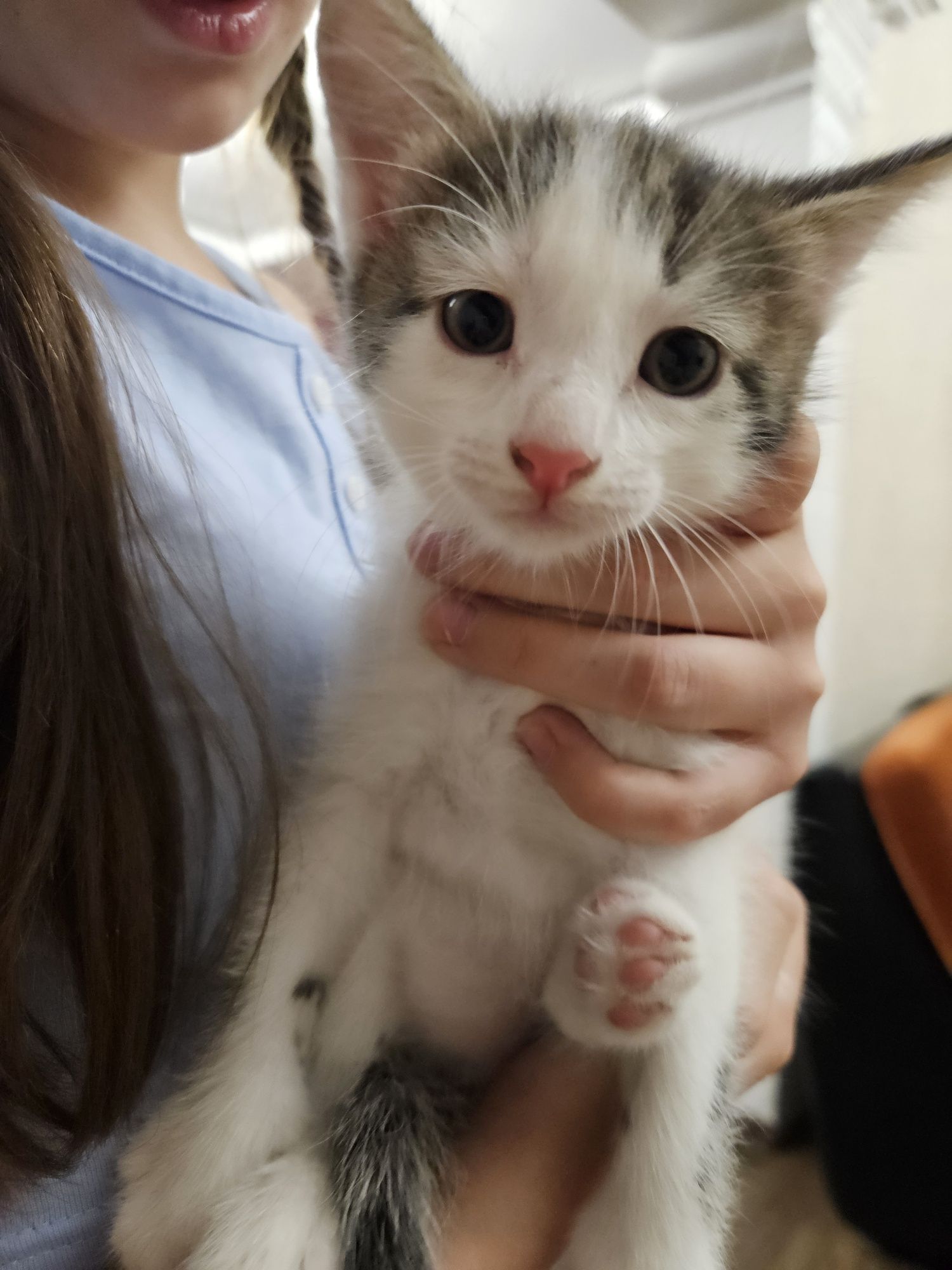 Отдам котят  в добрые руки
