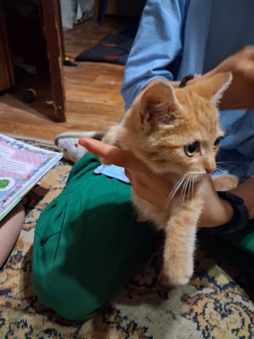 Отдам прекрасных ,ласковых котят