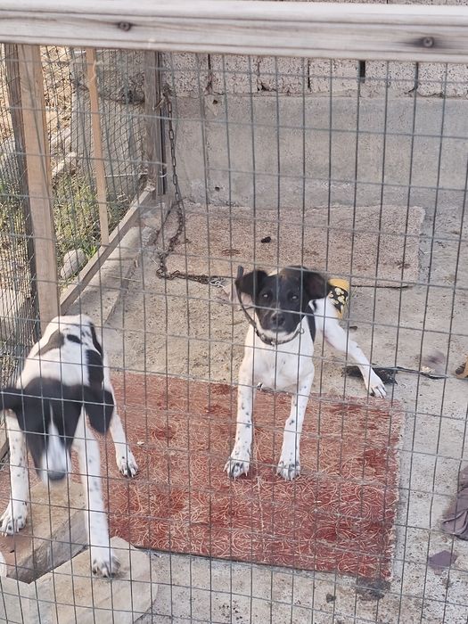 Куцхаар бесплатно