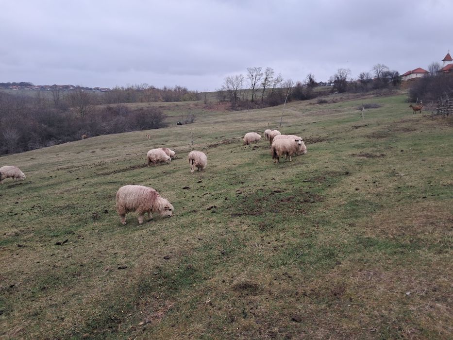 Oii țurcane 18 bucati