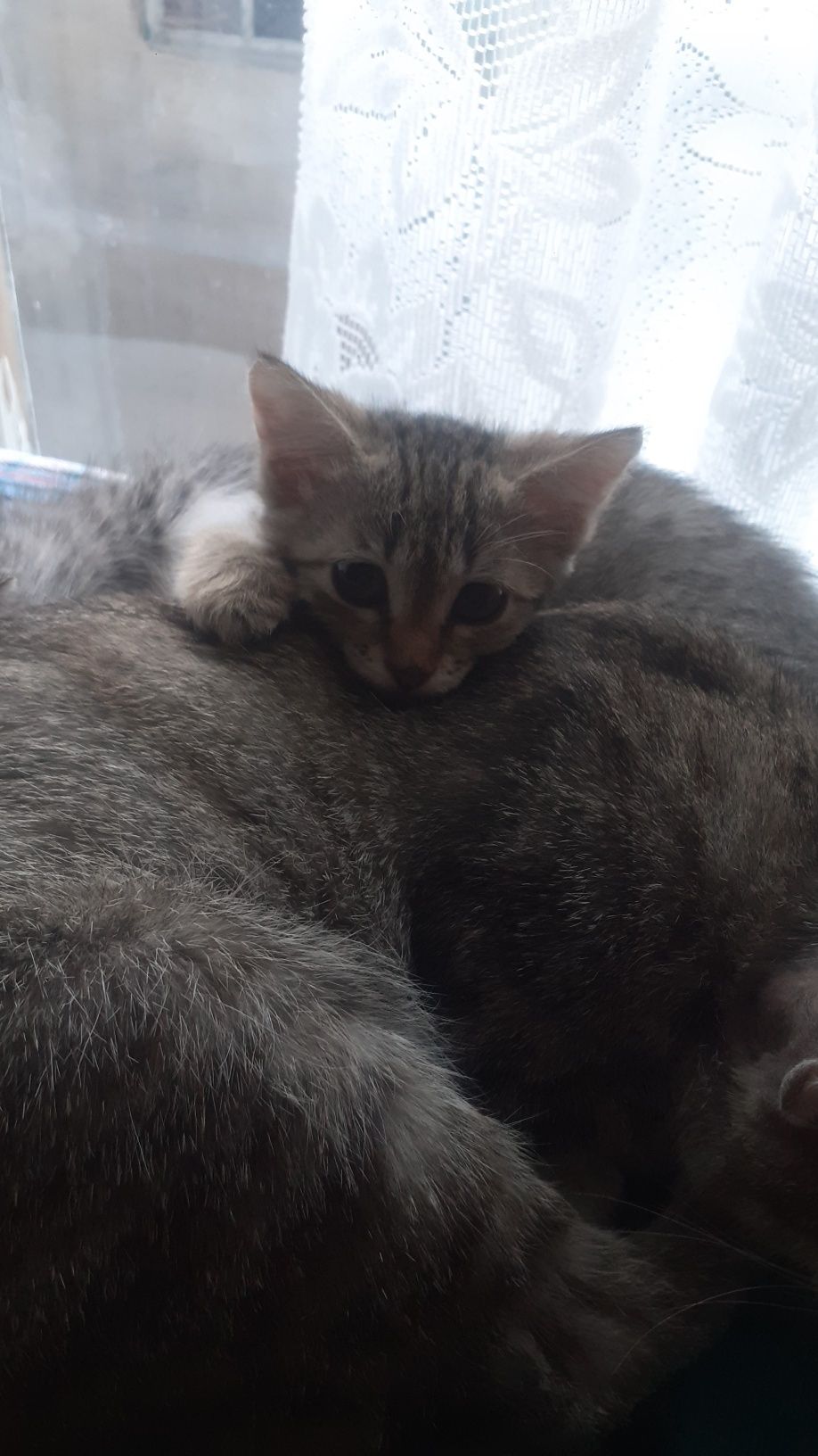 Котята девочки два с половиной месяца