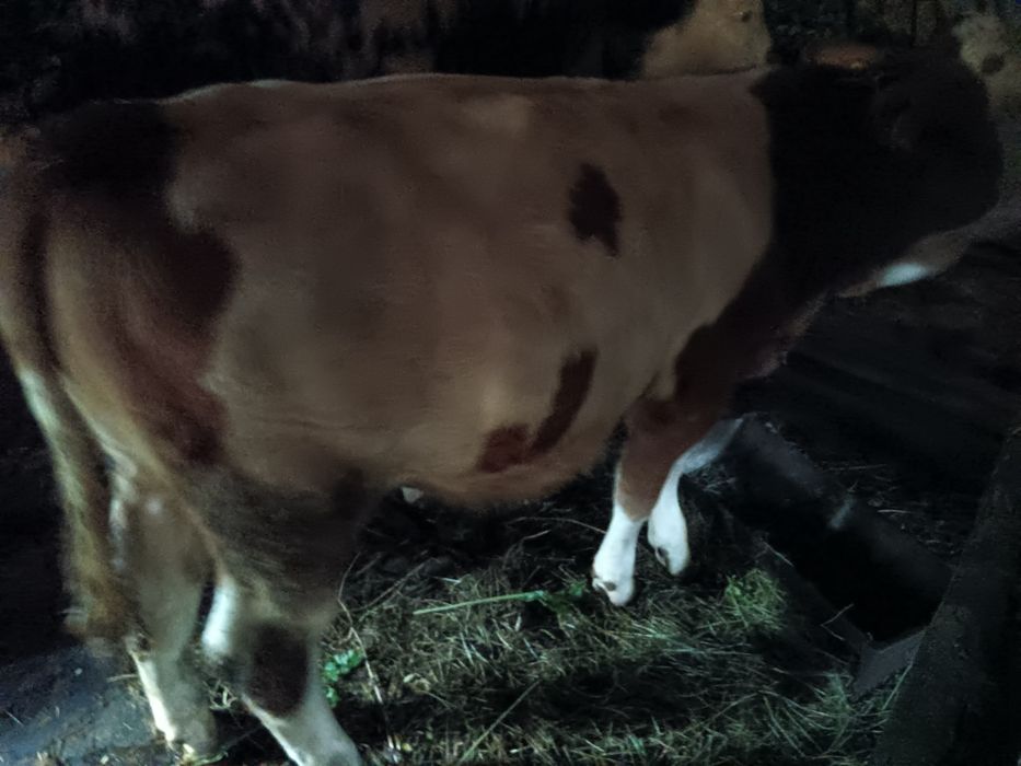 Vând vițea și taur