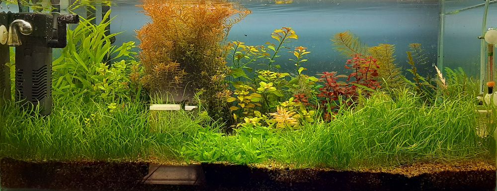 Аквариумни растения