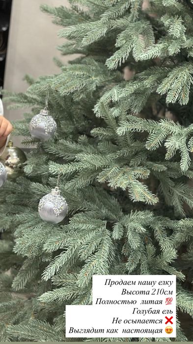 Продаем елку голубая