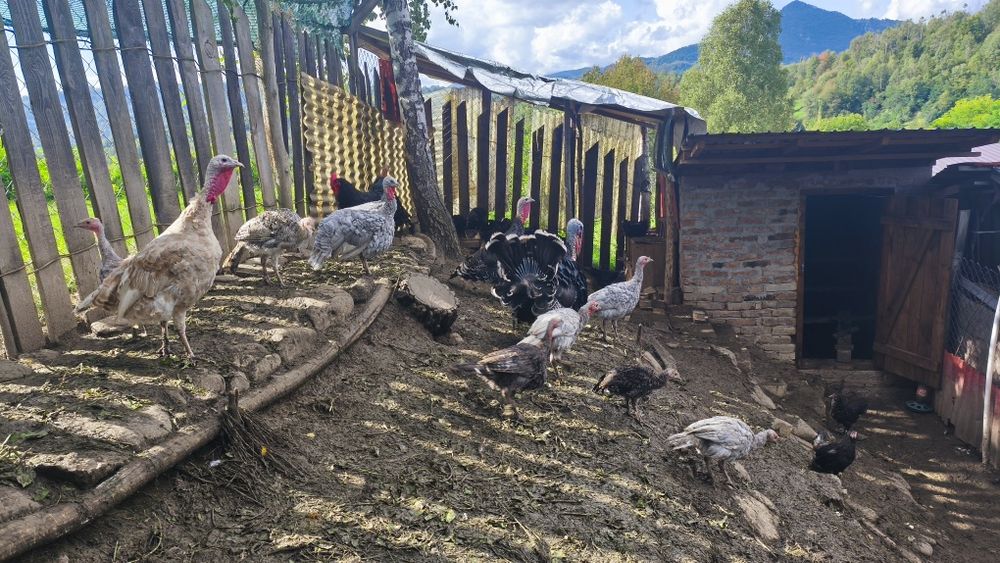 Curci de vânzare !!!