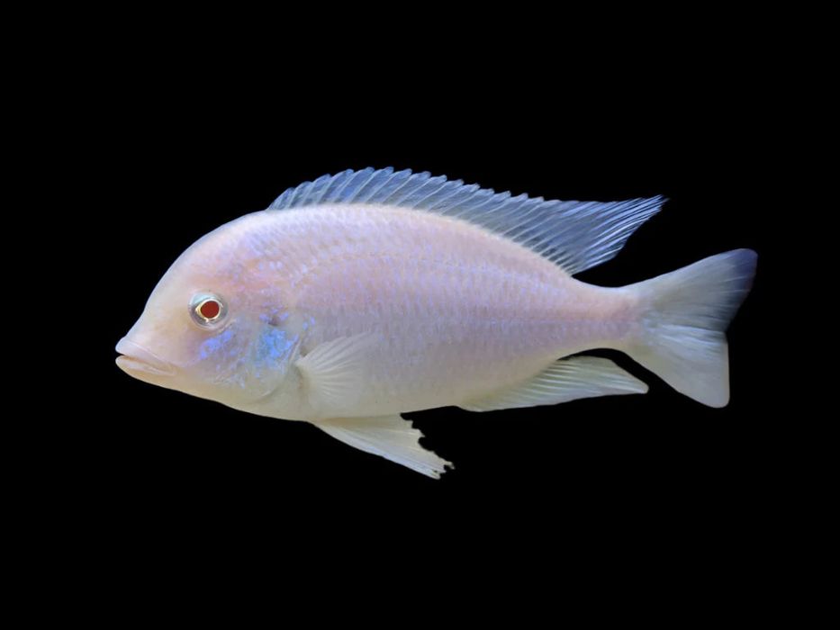 Цихлида белый дельфин