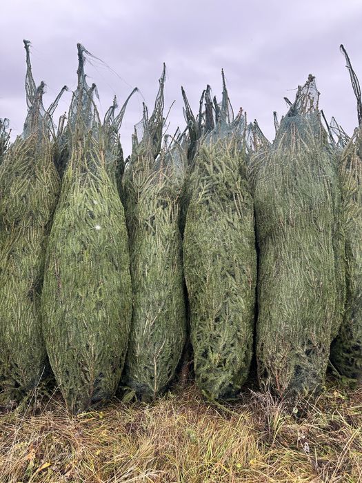 Живые новогодние ели оптом