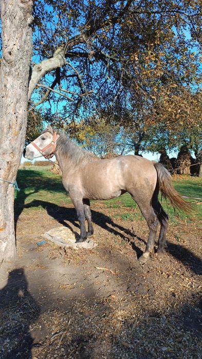 De vânzare iapa de 3 ani