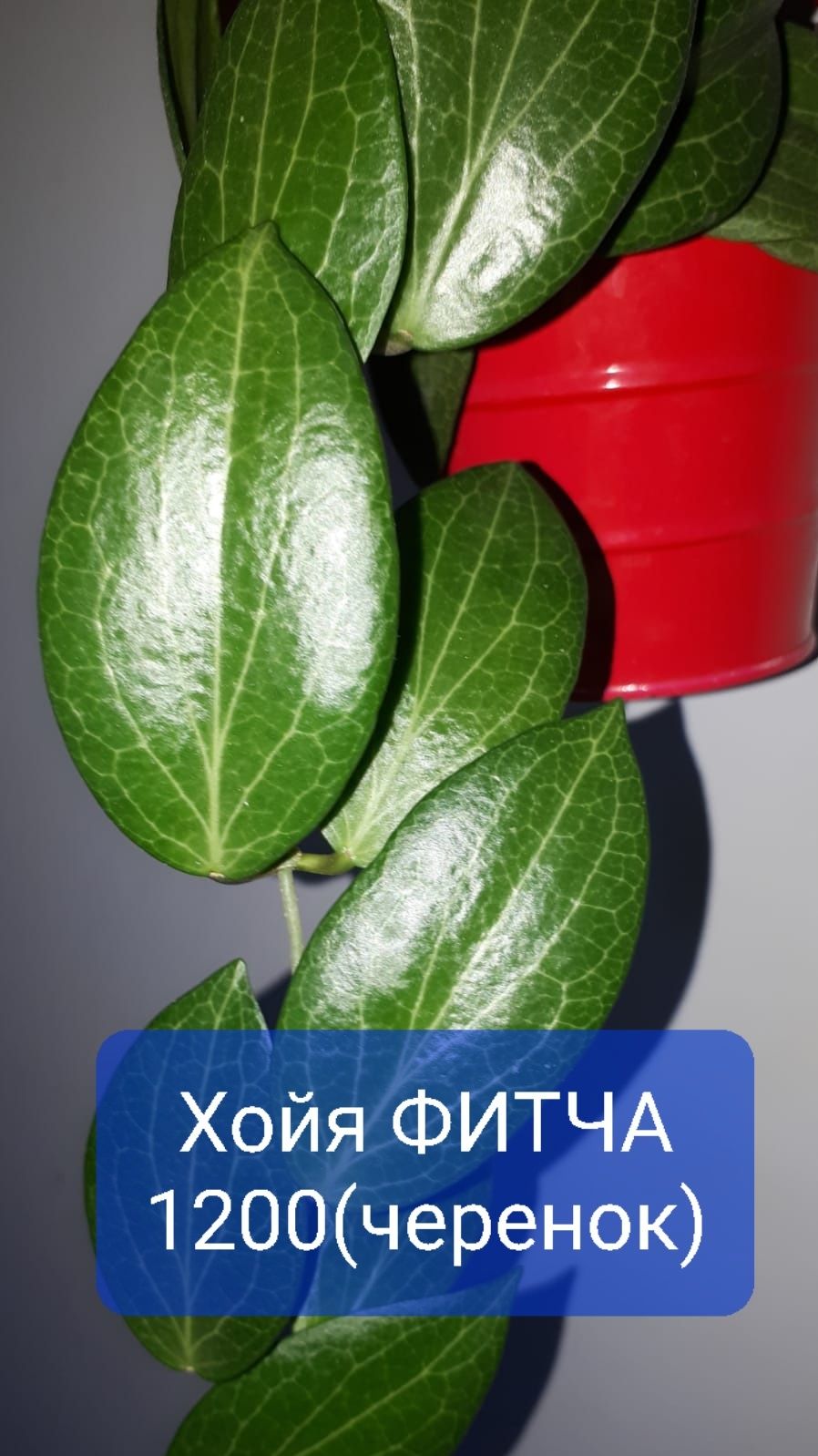Хойи разные Цветы Растения