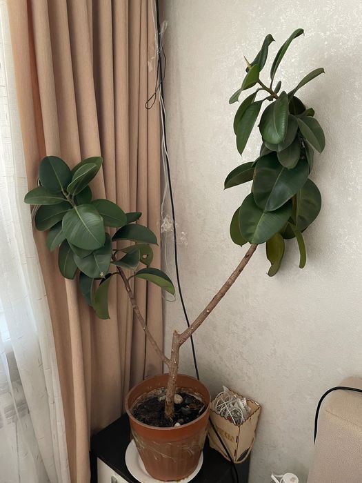 Фикус большая Комнатная