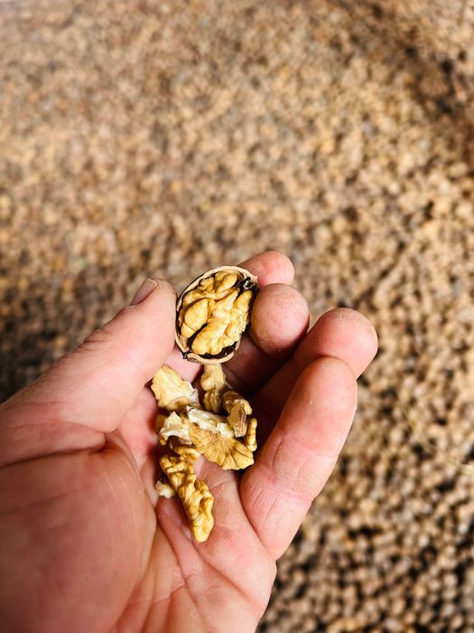 Nuci în coajă 2025.