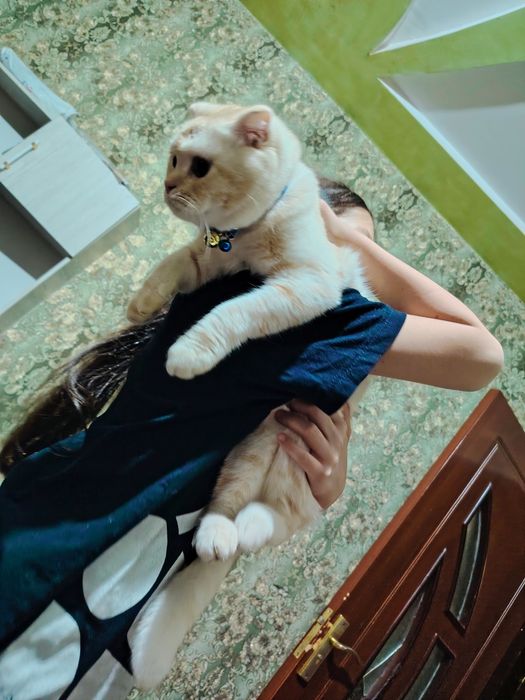 Зотдор мушук сотилади