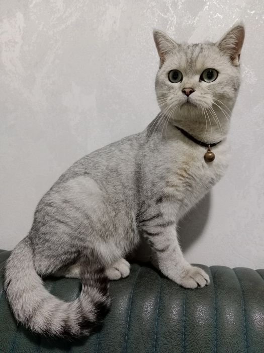 Вязка. Qiz mushuklarni uchrawuvga taklif qiladi