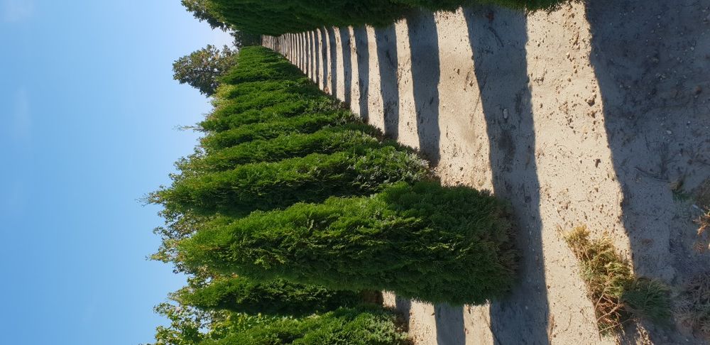 Tuia de mai multe dimensiuni Putem să vă oferim transport și plantat