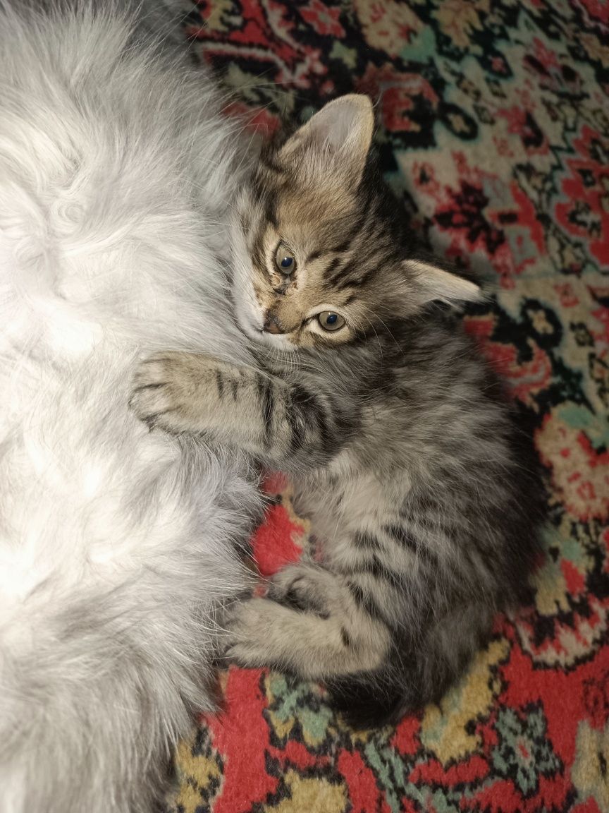 Отдам котенка девочка