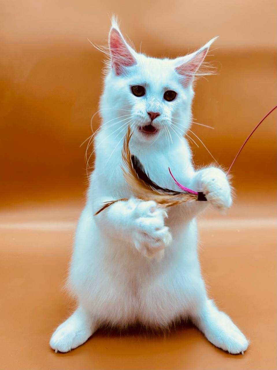Pisica Femela Maine Coon cu pedigree (WCF AUTORIZATA) Livrarea