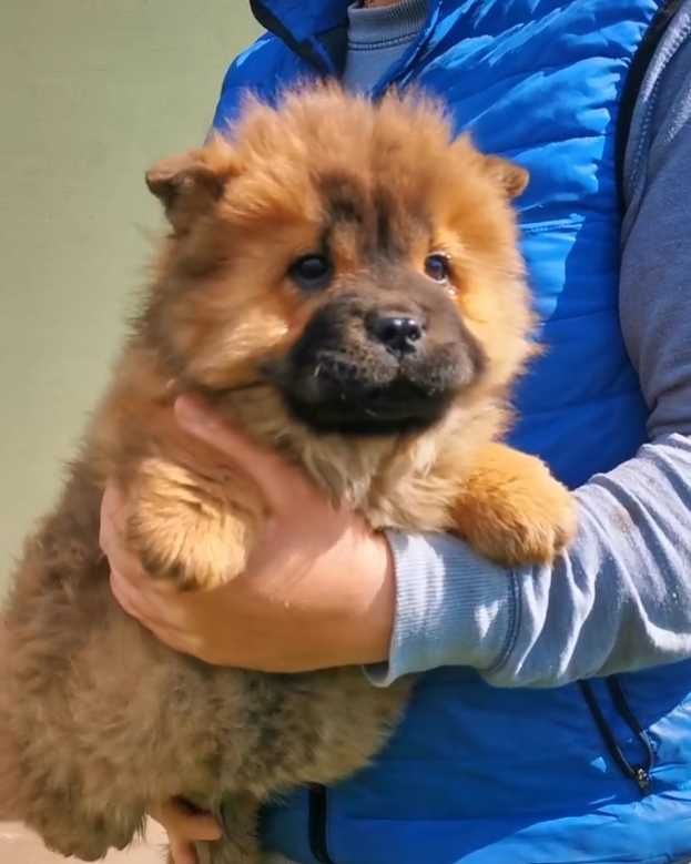 Pui rasa Chow Chow