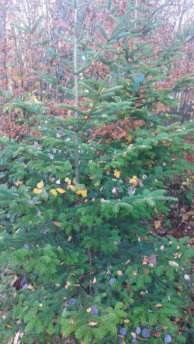De vânzare Brazi și pomi de craciun