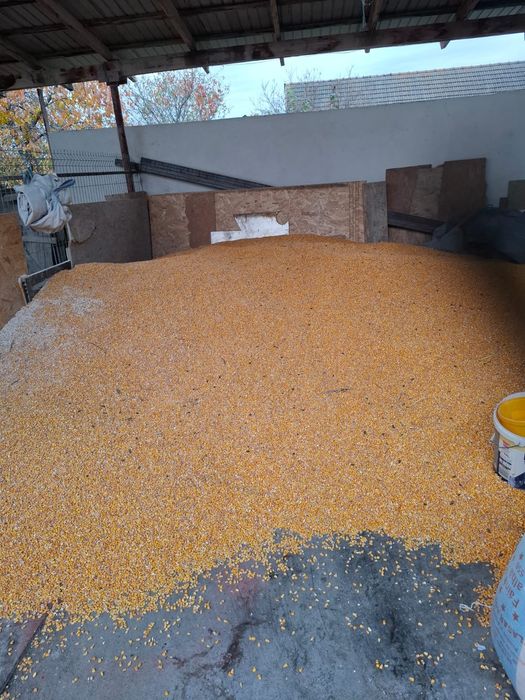 Porumb productie 2025