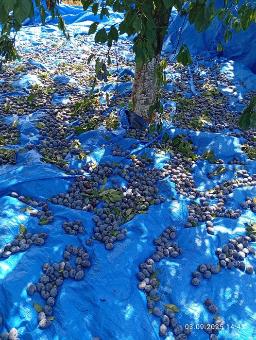 Prune pentru țuică